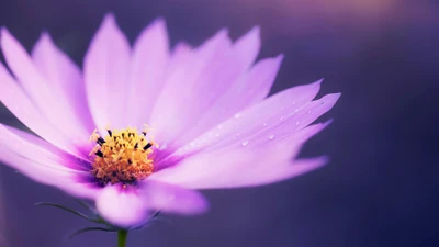 Flor roxa delicada com gotas de orvalho em luz suave