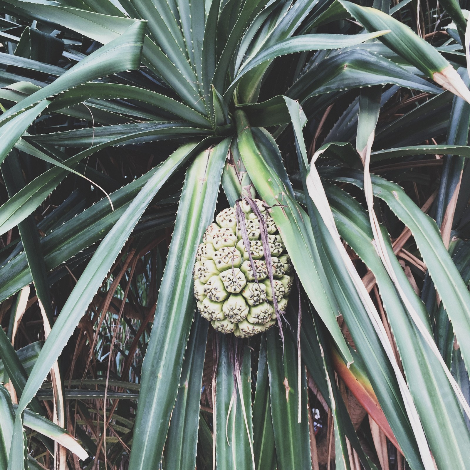 Il y a un ananas sur un arbre avec des feuilles vertes (flore, biologie, science, végétation, communauté végétale)