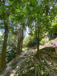 Üppiger Waldweg, beleuchtet von Sonnenlicht