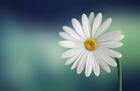 flower, white, petal, daisy, oxeye daisy