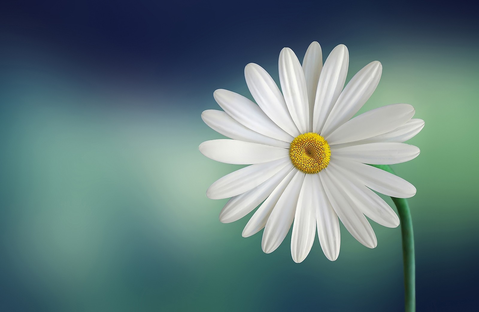 There is a white flower with a yellow center on a green background (flower, white, petal, daisy, oxeye daisy)