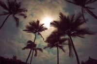 Silhouetted Palm Trees Against a Cloudy Day Sky