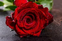 rose, flower, red, garden roses, petal wallpaper