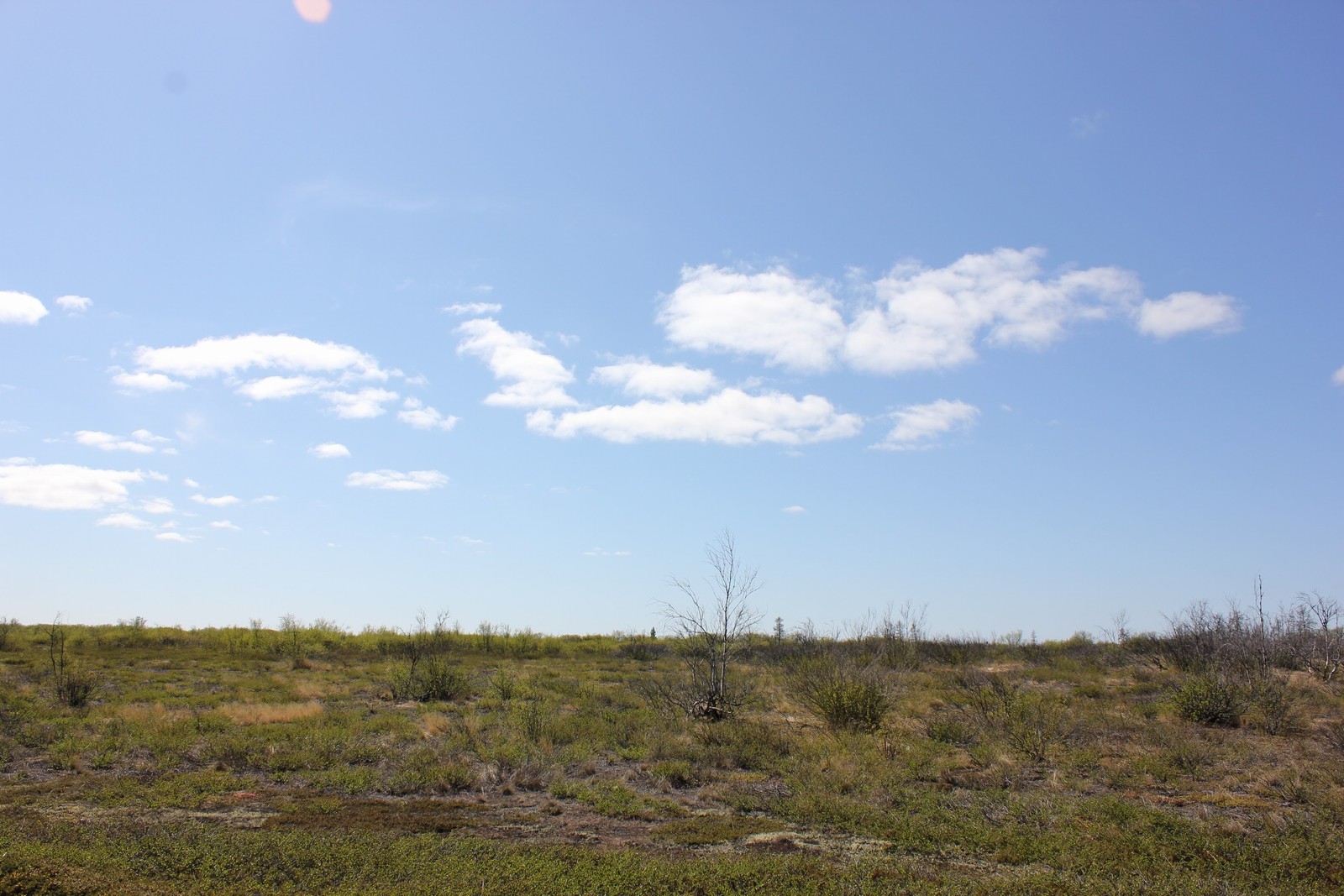 Um campo com alguns arbustos e um céu com nuvens (terreno, pradaria, estepe, nuvem, ecorregião)