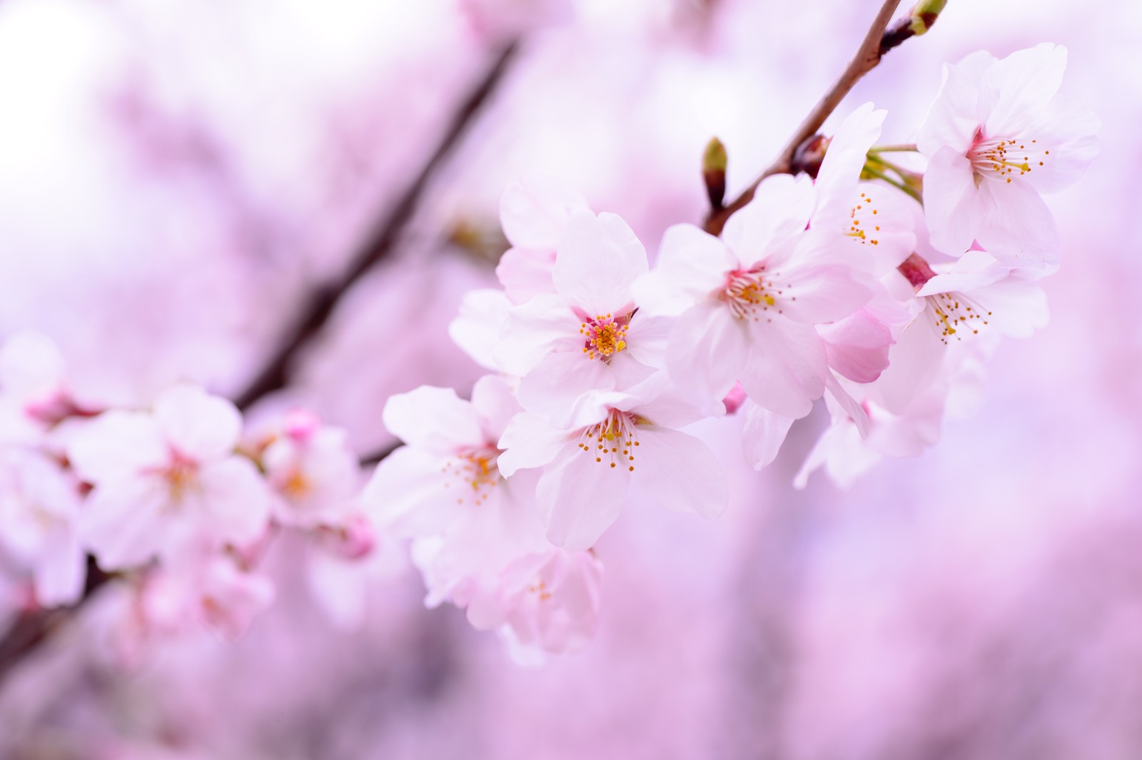 cherry blossom, 5k, cherry flowers, spring, pink flowers wallpaper