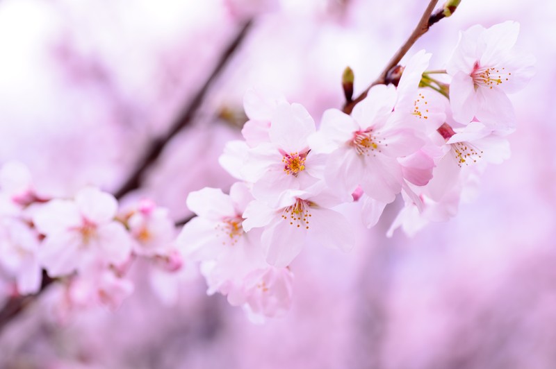 Крупный план ветки вишневого дерева (цветение сакуры, 5k, cherry flowers, весна, розовые цветы)