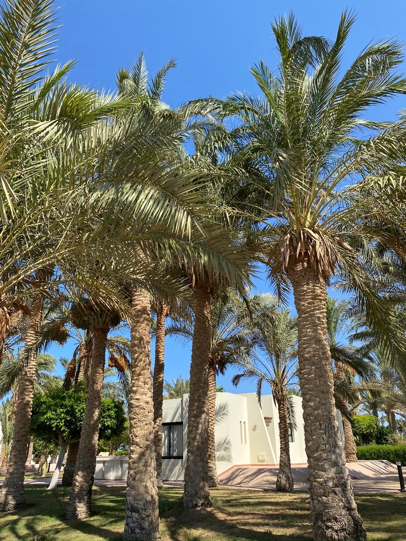 Palmeras árabes en un parque con un edificio al fondo (palmera datilera, plantas, árbol, planta leñosa, maletero)