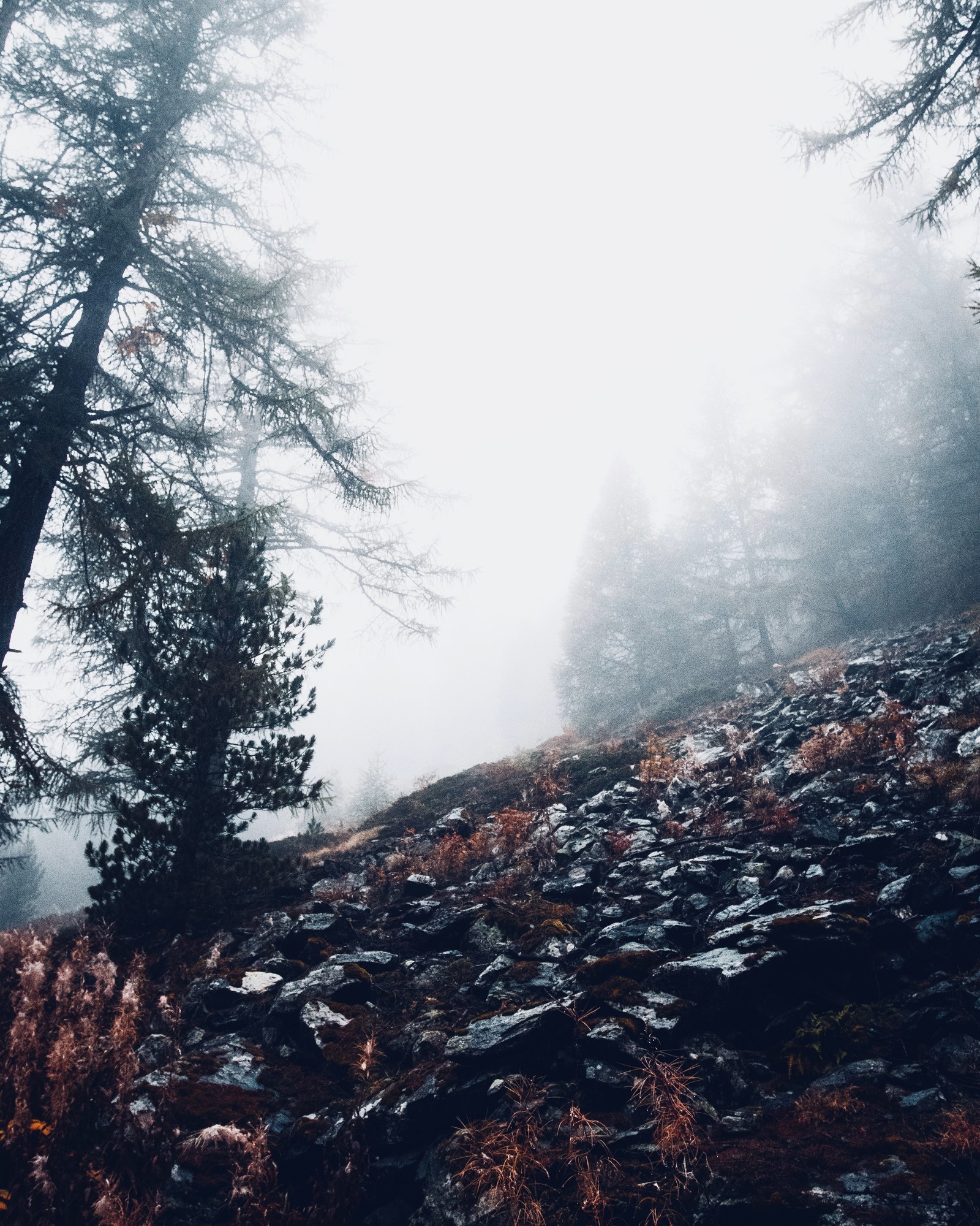 There is a person walking up a hill in the fog (cloud, forest, natural environment, tree, wilderness)