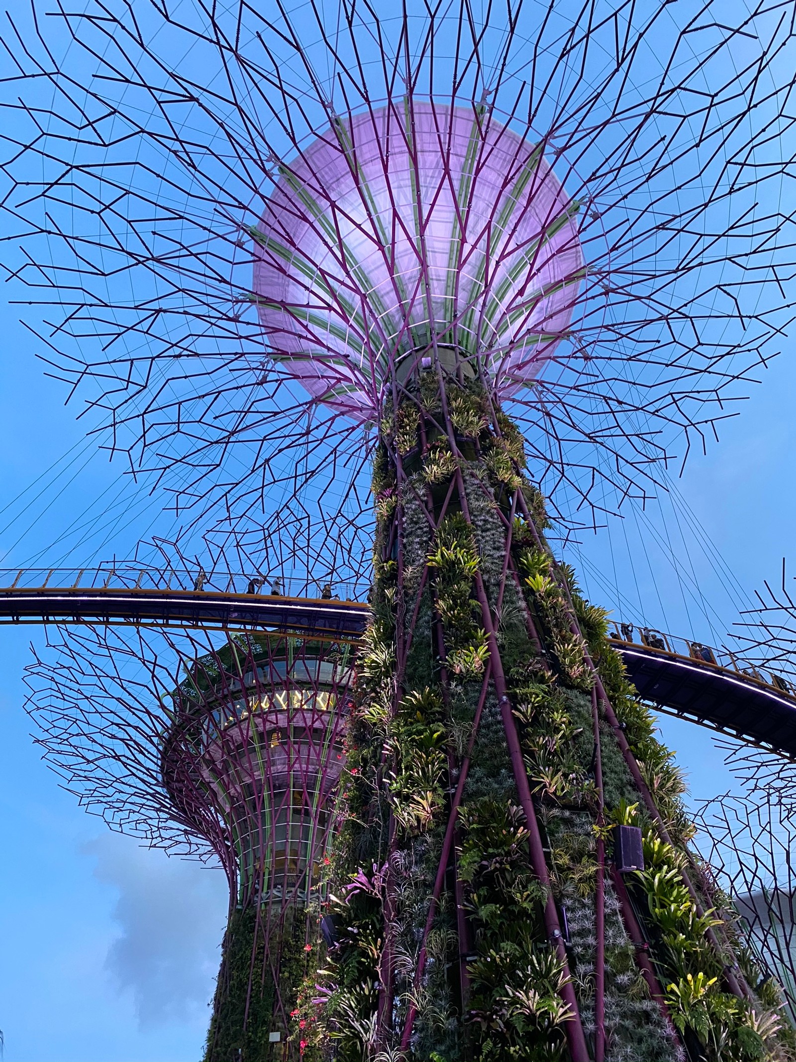 Giraffen eines riesigen baumes mit einer brücke im hintergrund (singapur, sehenswürdigkeit, lila, violett, magenta)