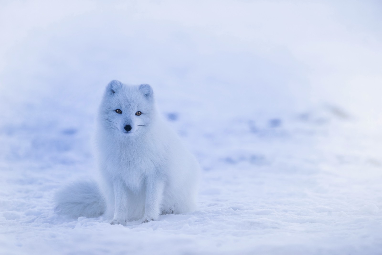 Ein weißer fuchs sitzt im schnee und schaut in die kamera (arktischer fuchs, fuchs, canidae, arktis, naturumgebung)