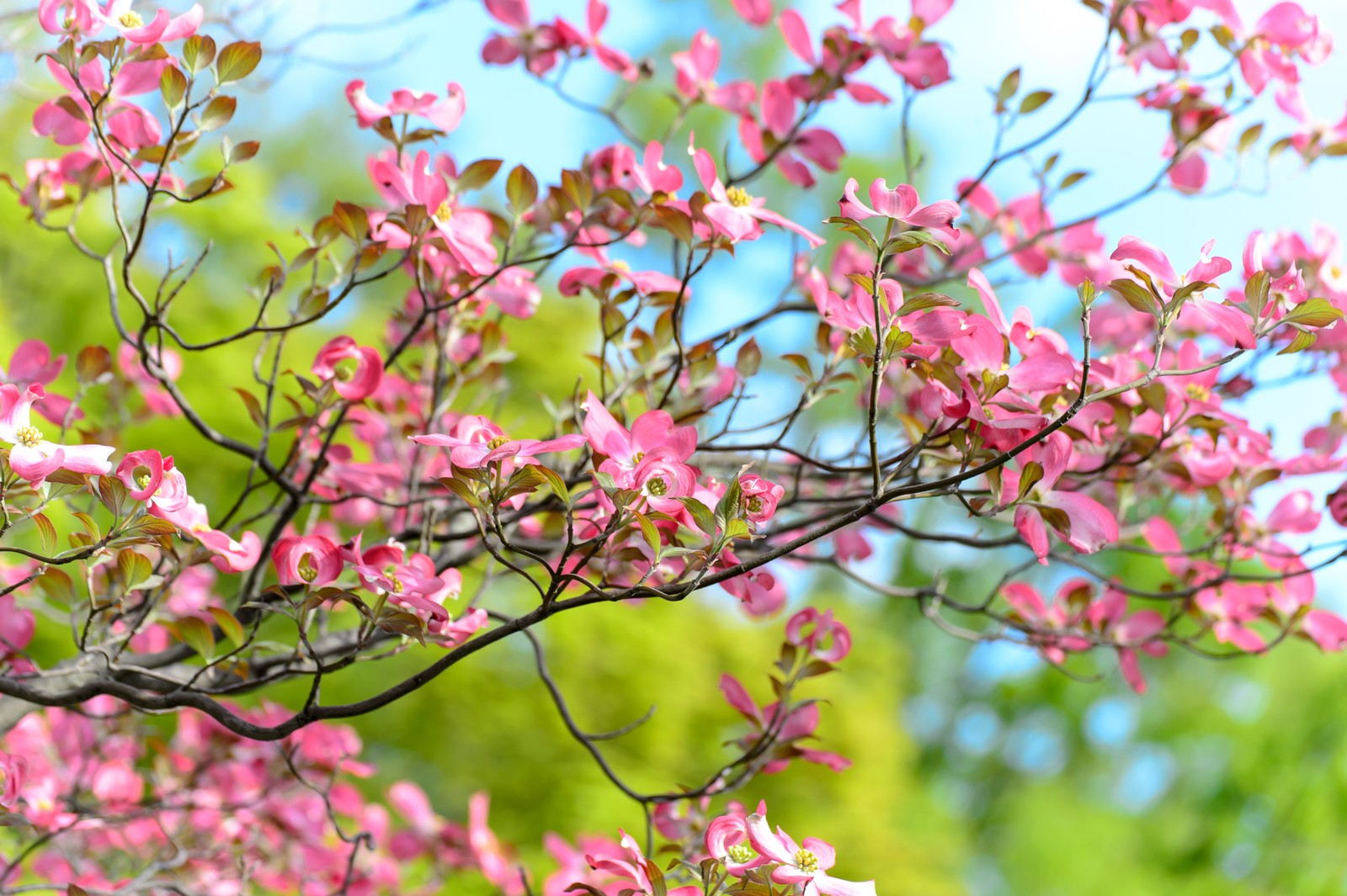 Um close de um pássaro sentado em um galho de árvore (flores rosas, primavera, bokeh, bonito, verde)