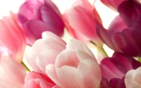 petal, flowering plant, pink, plant, blossom wallpaper