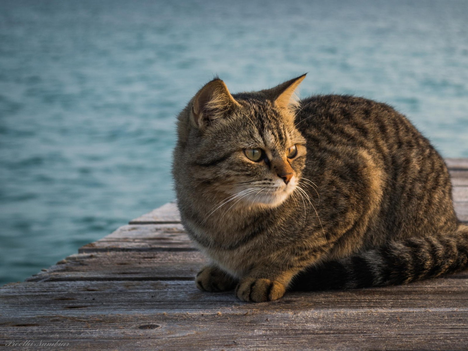 Araffe sitting on a dock looking at the camera (tabby cat, wildcat, dragon li, fauna, small to medium sized cats)