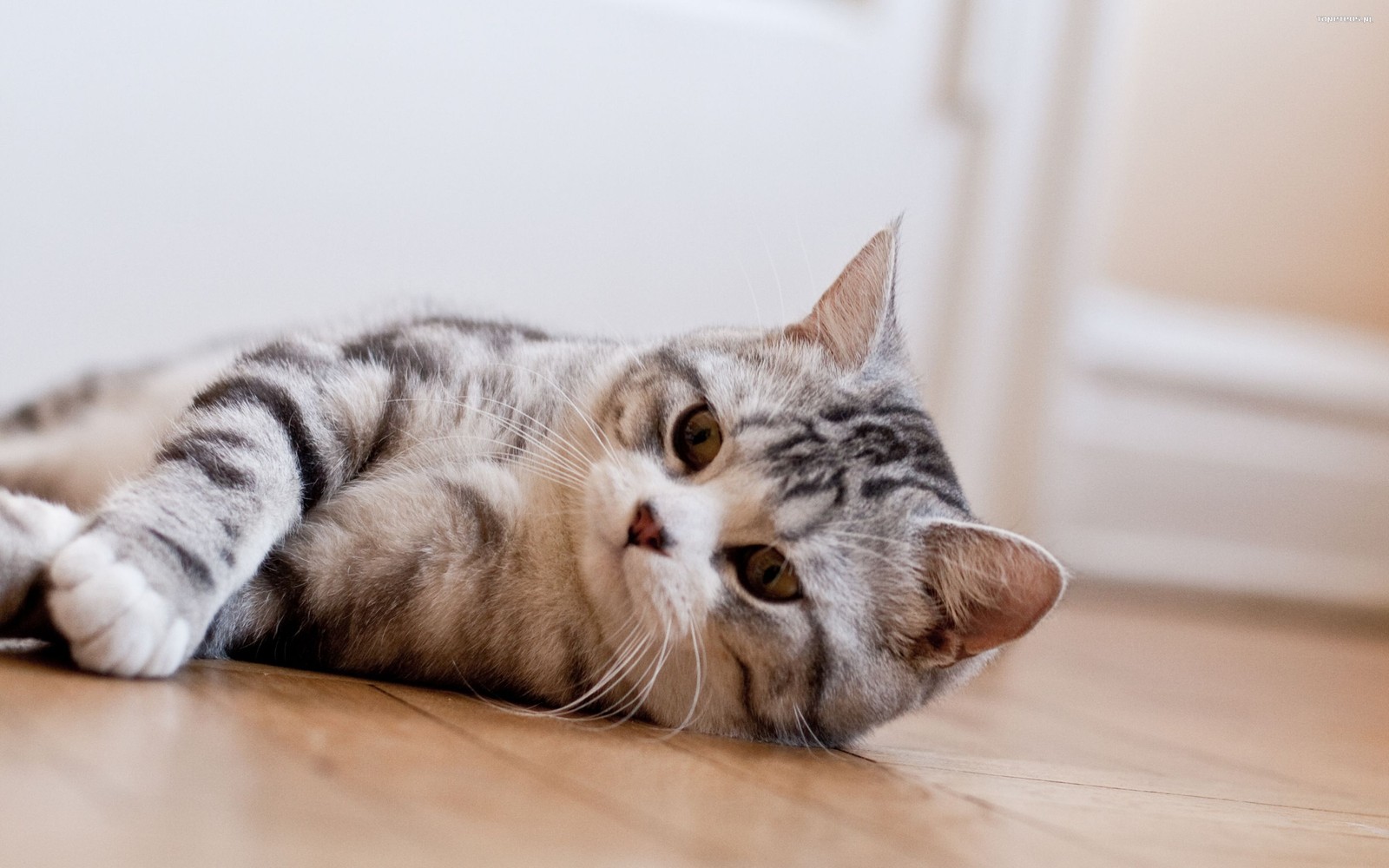 Скачать обои шотландская вислоухая, scottish fold, американская короткошерстная, усы, котёнок