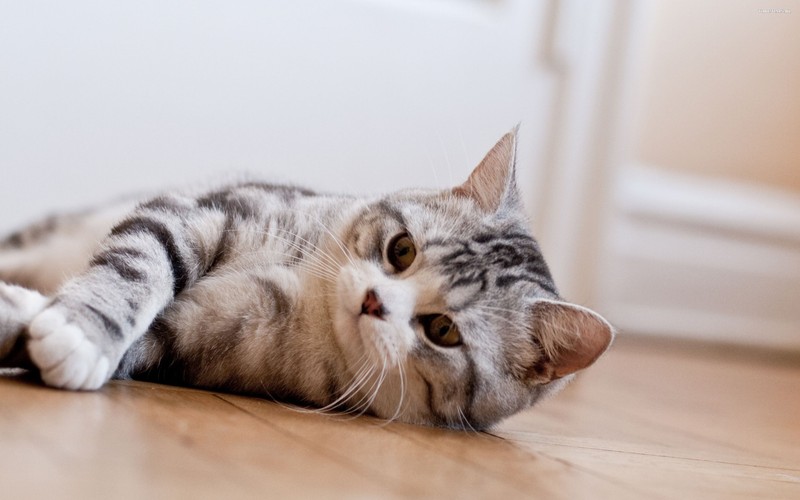 Кот лежит на полу, положив голову на пол (шотландская вислоухая, scottish fold, американская короткошерстная, усы, котёнок)