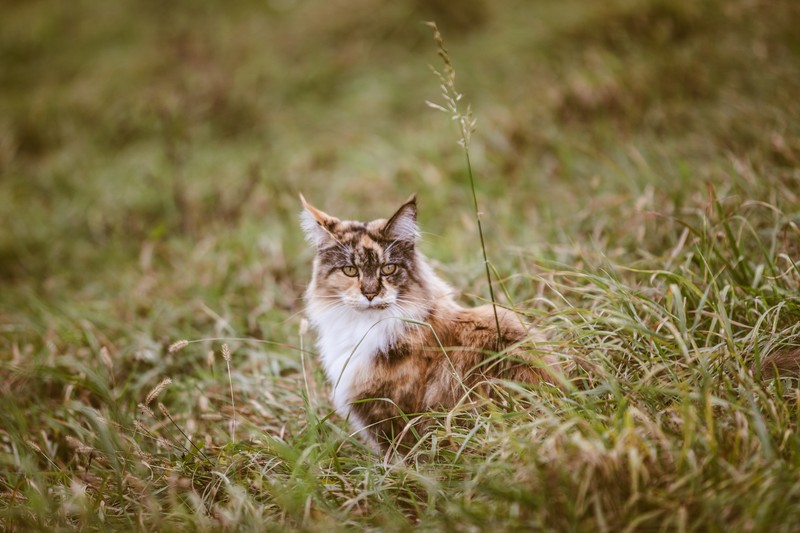 Кот сидит на траве (усы, дикая кошка, мейн кун, maine coon, felidae)