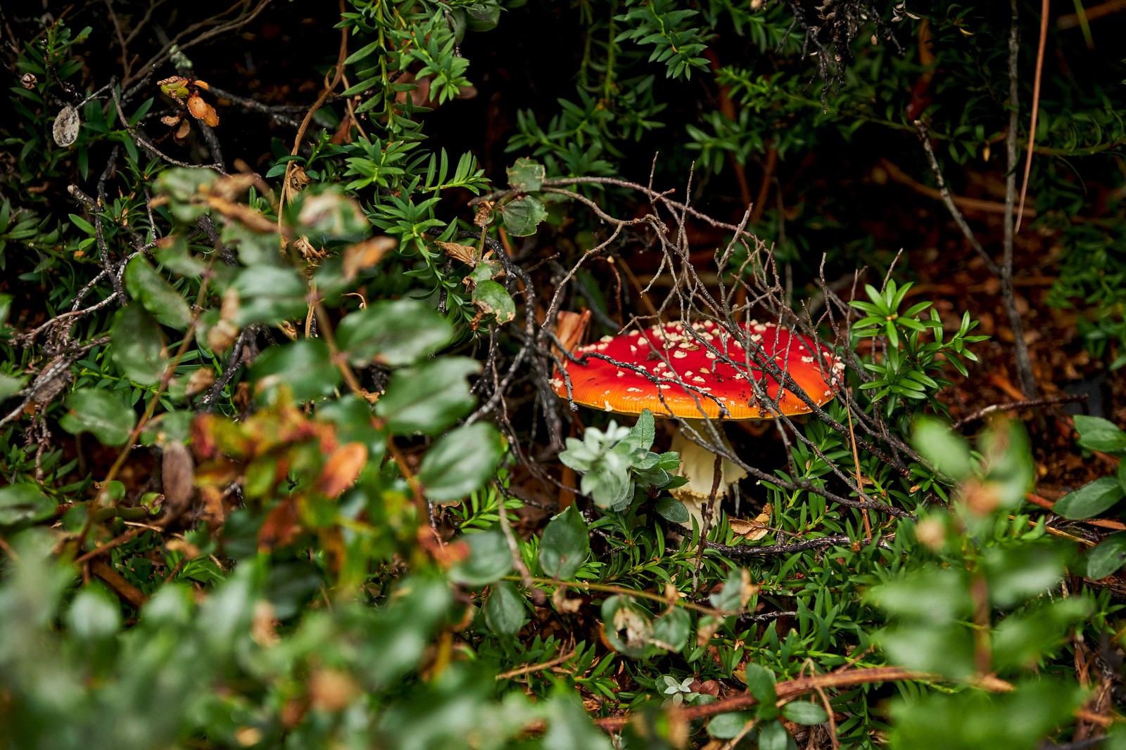 Un champignon rouge qui est assis dans l'herbe (champignon, agaricomycetes, paysage naturel, champignon médicinal, feuille)