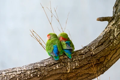 Perruches à face rose se câlinent sur une branche d'arbre