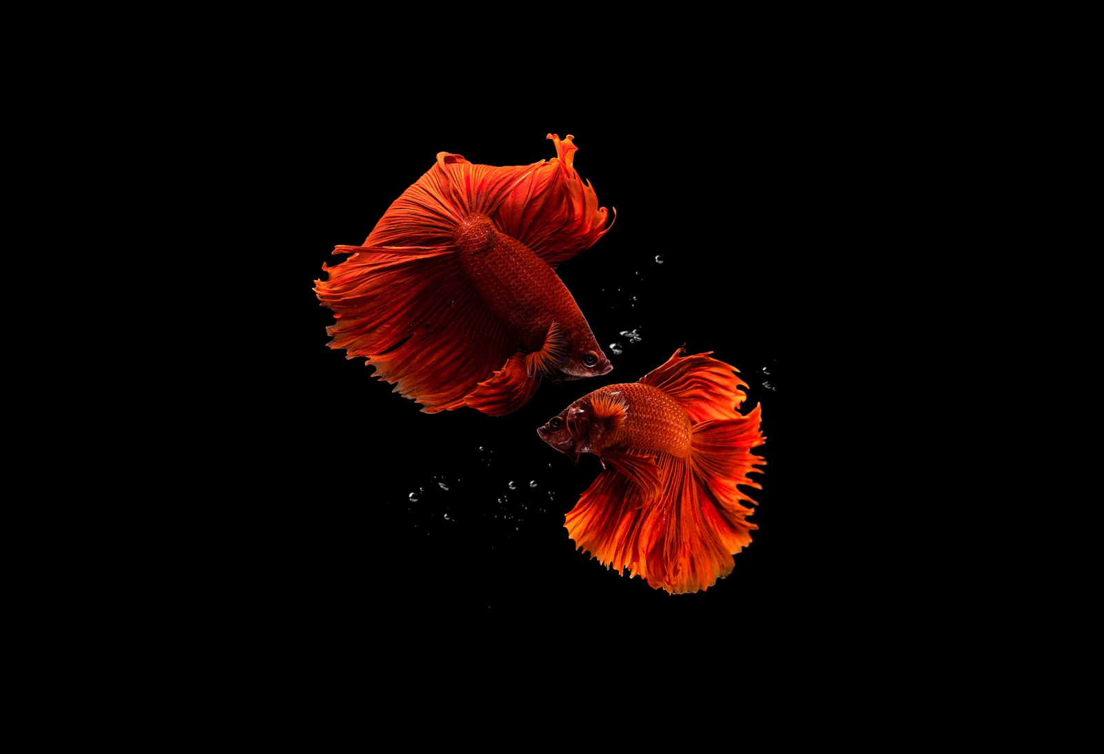 fishes, aquarium, black background, amoled, photography wallpaper