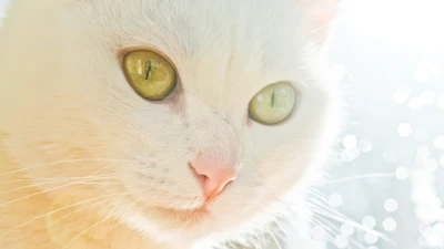 Angorá Turco: Um close-up do belo rosto de um gato branco e de seus olhos brilhantes