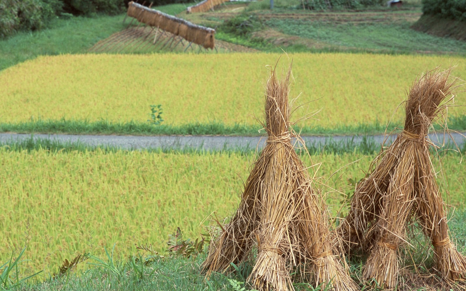 Lade reisfeld, reis, heu, landwirtschaft, ernte Hintergrund herunter