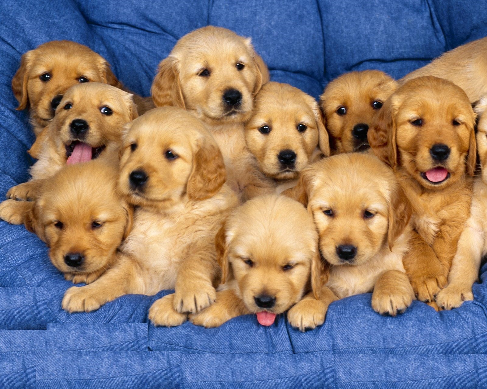 Hay muchos cachorros acostados en un sofá azul (perro, tema)