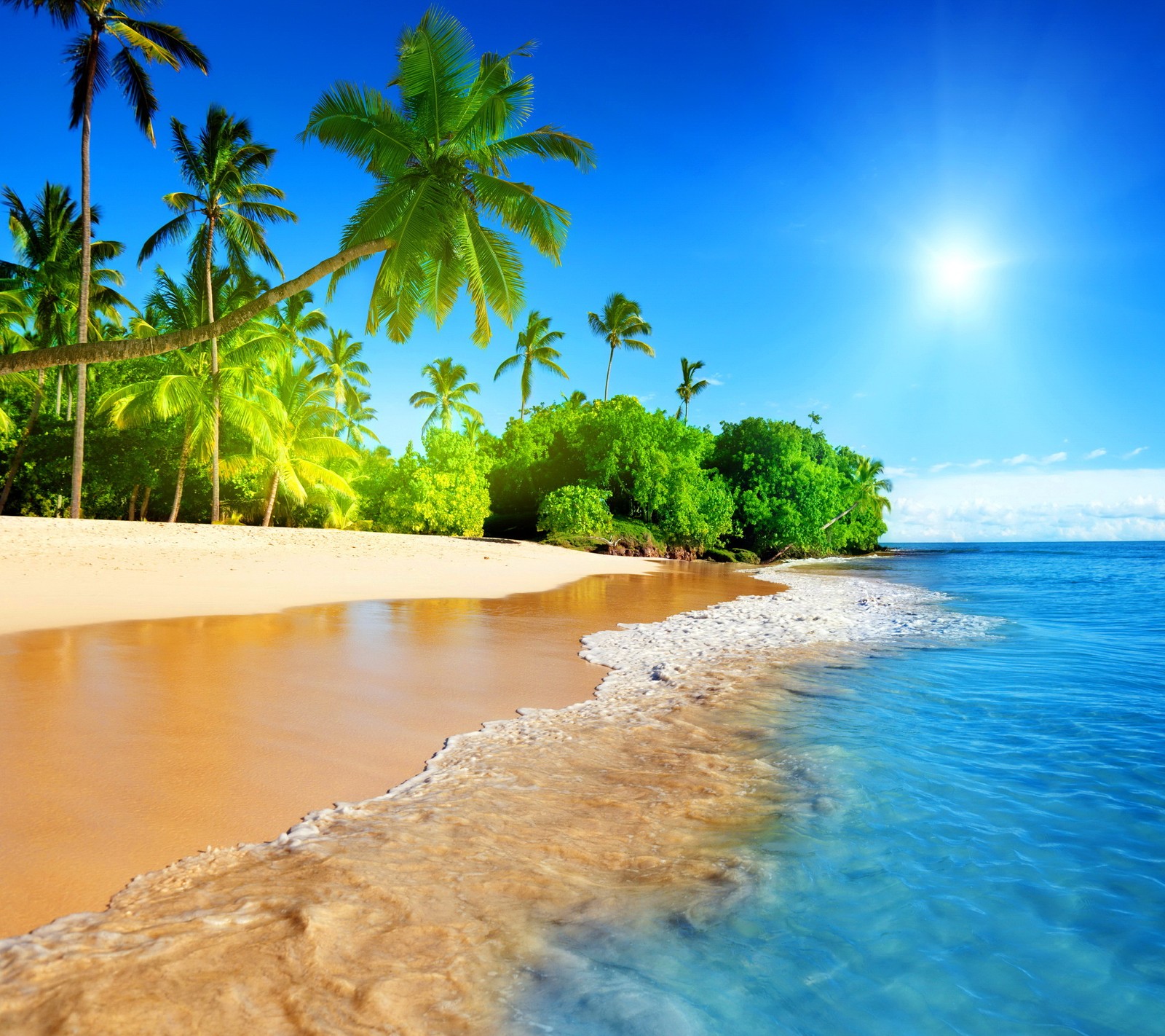 Une plage avec des palmiers et un océan bleu clair (palmiers, mer, rivage, été, soleil)