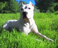 calme, chien, dogo argentino, herbe, amour