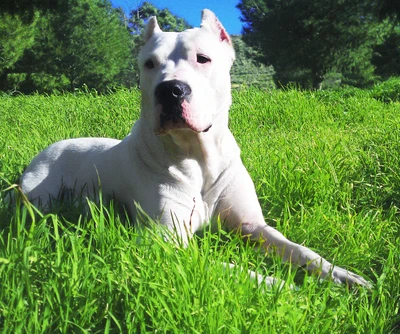 calmo, cachorro, dogo argentino, grama, amor