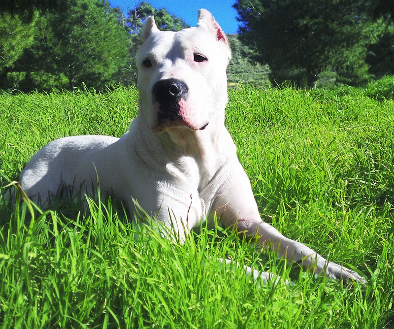 Белая собака лежит на траве с высунутым языком (спокойный, собака, dogo argentino, трава, любовь)