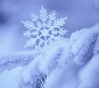 Floco de neve delicado em ramo de pinho congelado em um país das maravilhas de inverno