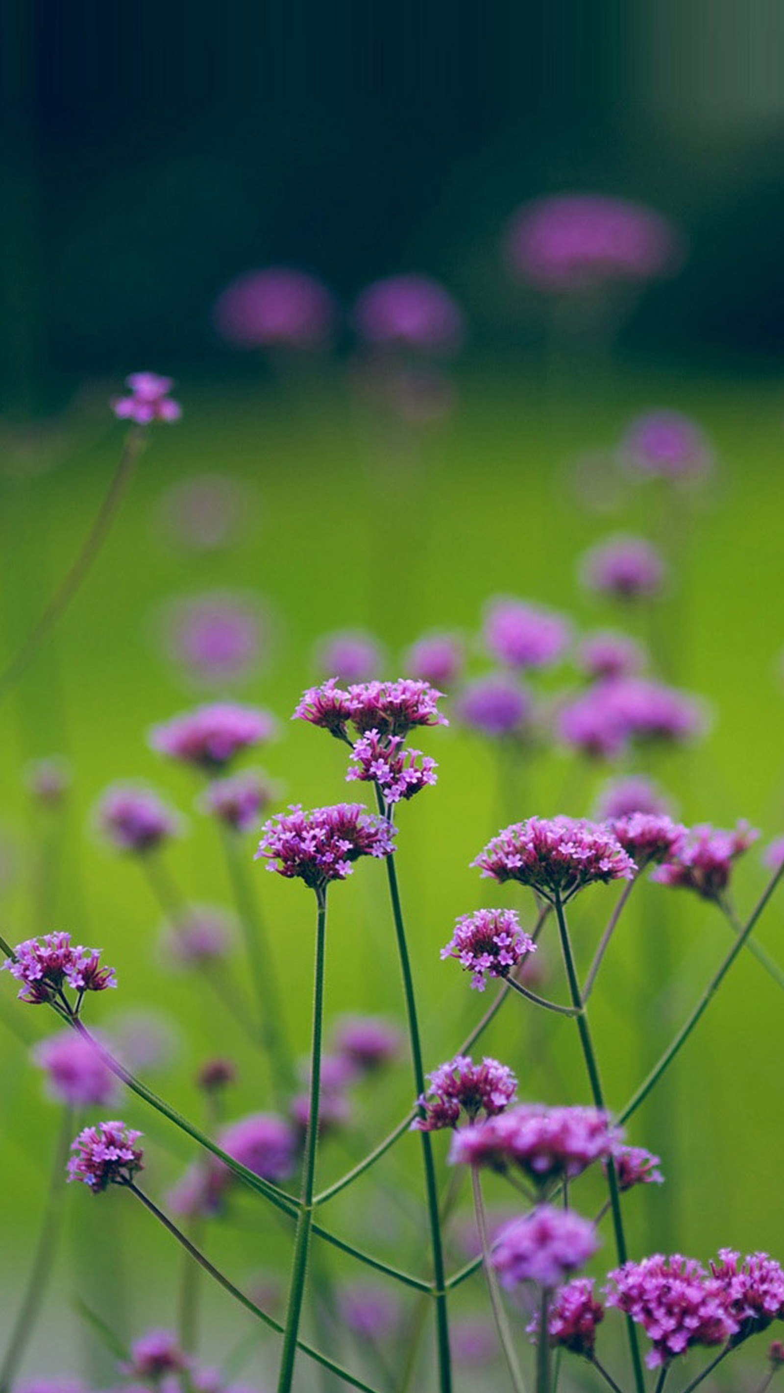 Lade 2016, blumen Hintergrund herunter