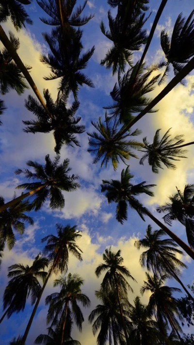 Summer Sky Through Palm Trees