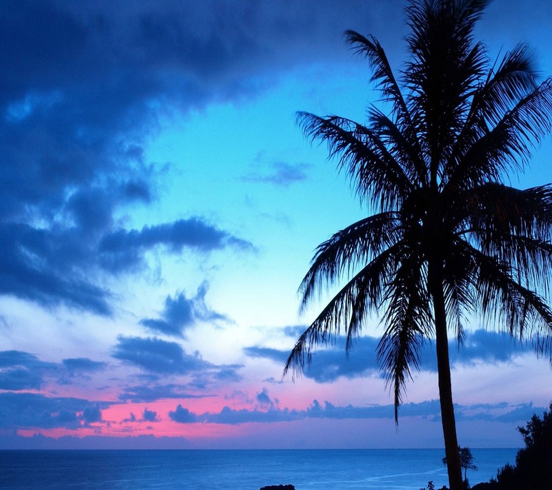 Uma palmeira na praia ao pôr do sol com um céu rosa e azul (azul, por do sol)