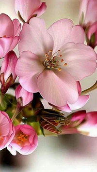 Delicate Pink Blossoms in Spring Bloom