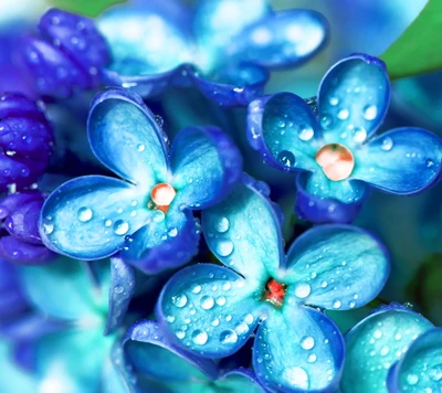 azul, gotas, flores, naturaleza, agua