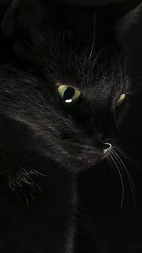 Mirada intensa de un gato negro