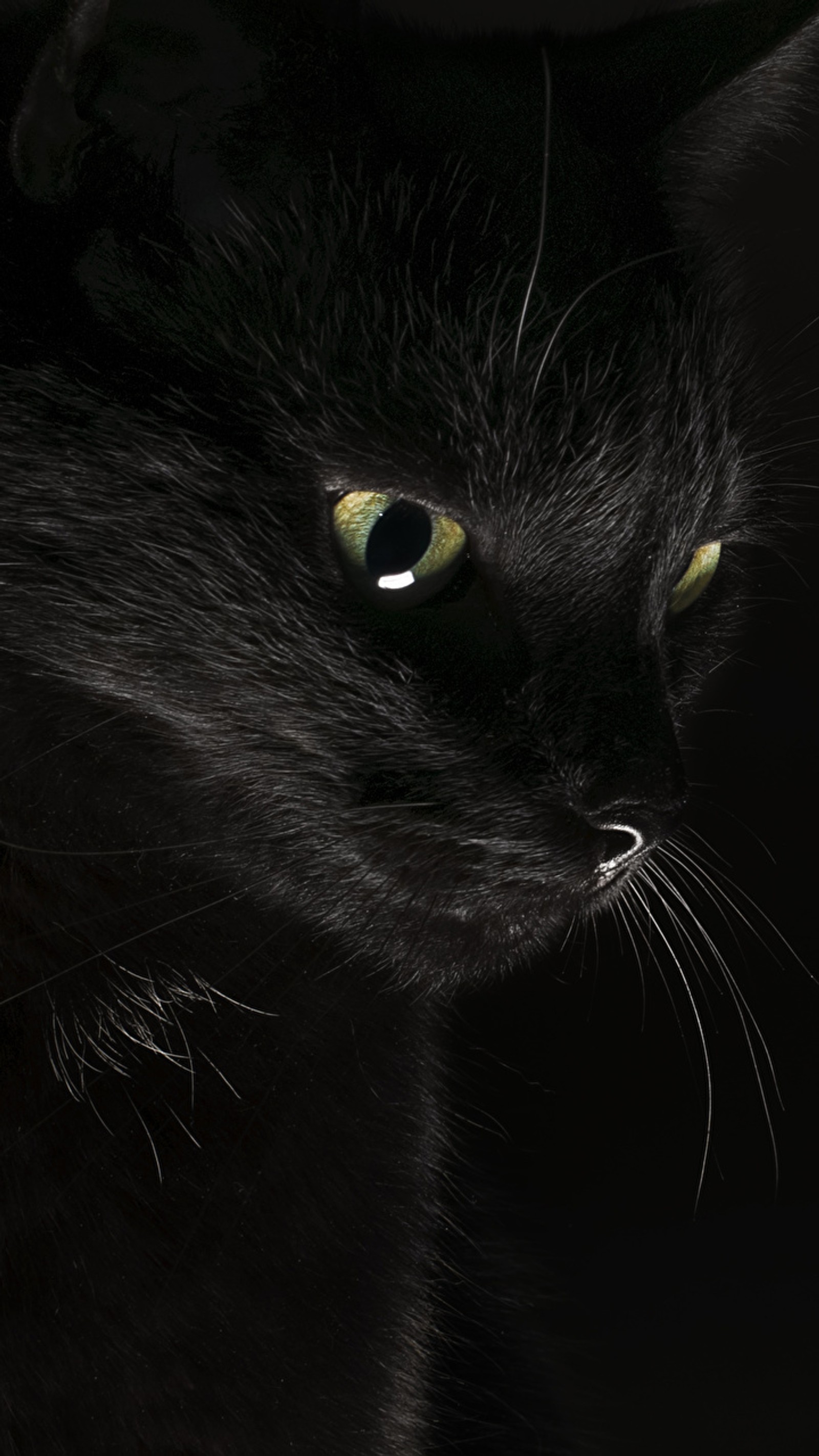 There is a black cat with green eyes looking at something (black, cats)