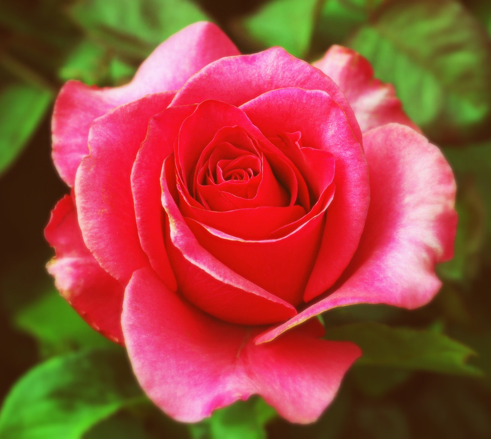 A close up of a pink rose with green leaves in the background (garden, rose)