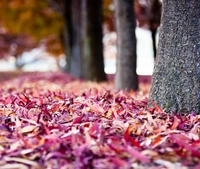 Lebendige herbstliche Laubfärbung auf einem ruhigen Weg