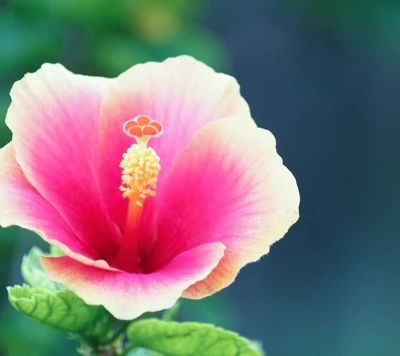 flor, pared