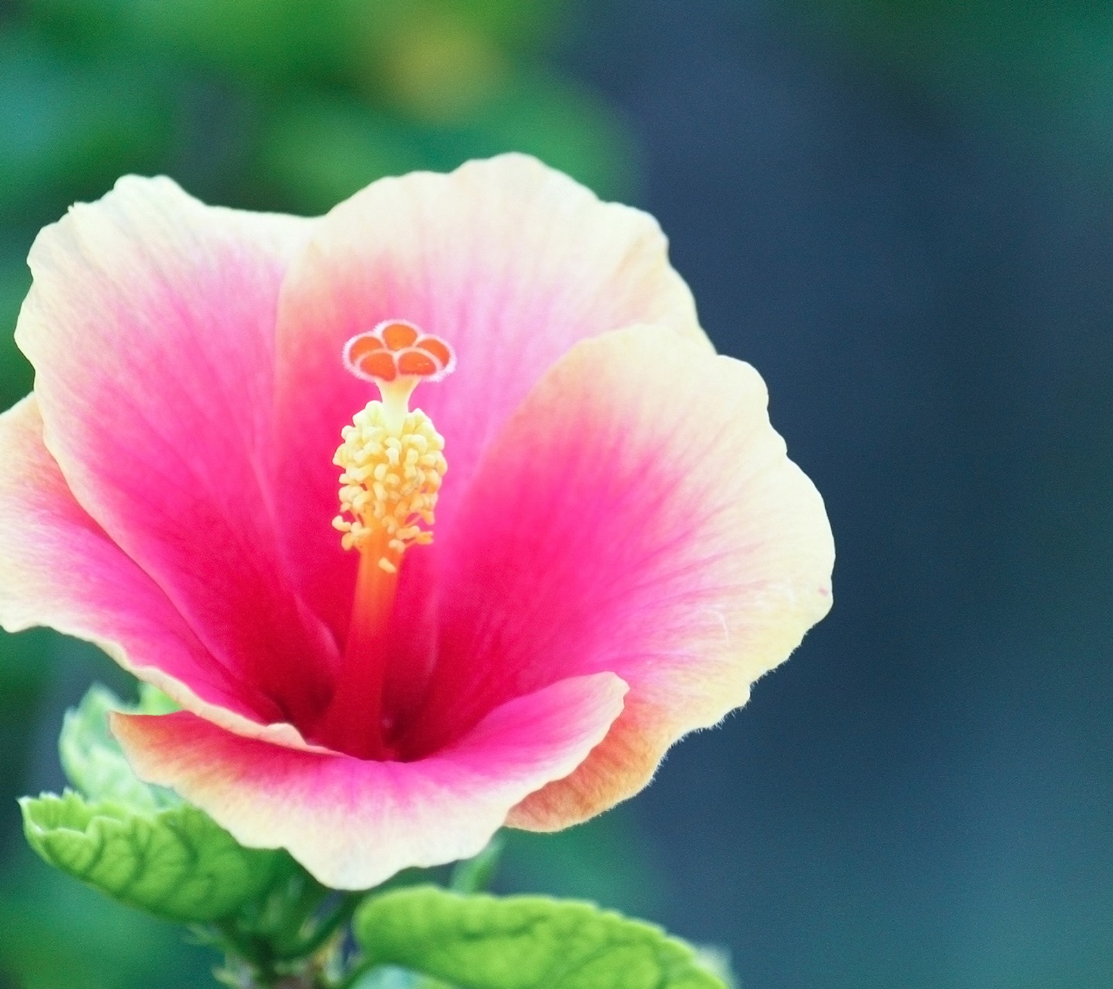 flower, wall wallpaper