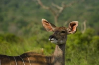 wildlife, antelope, terrestrial animal, deer, kudu