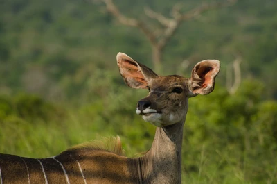 faune, antilope, animal terrestre, cerf, kudu