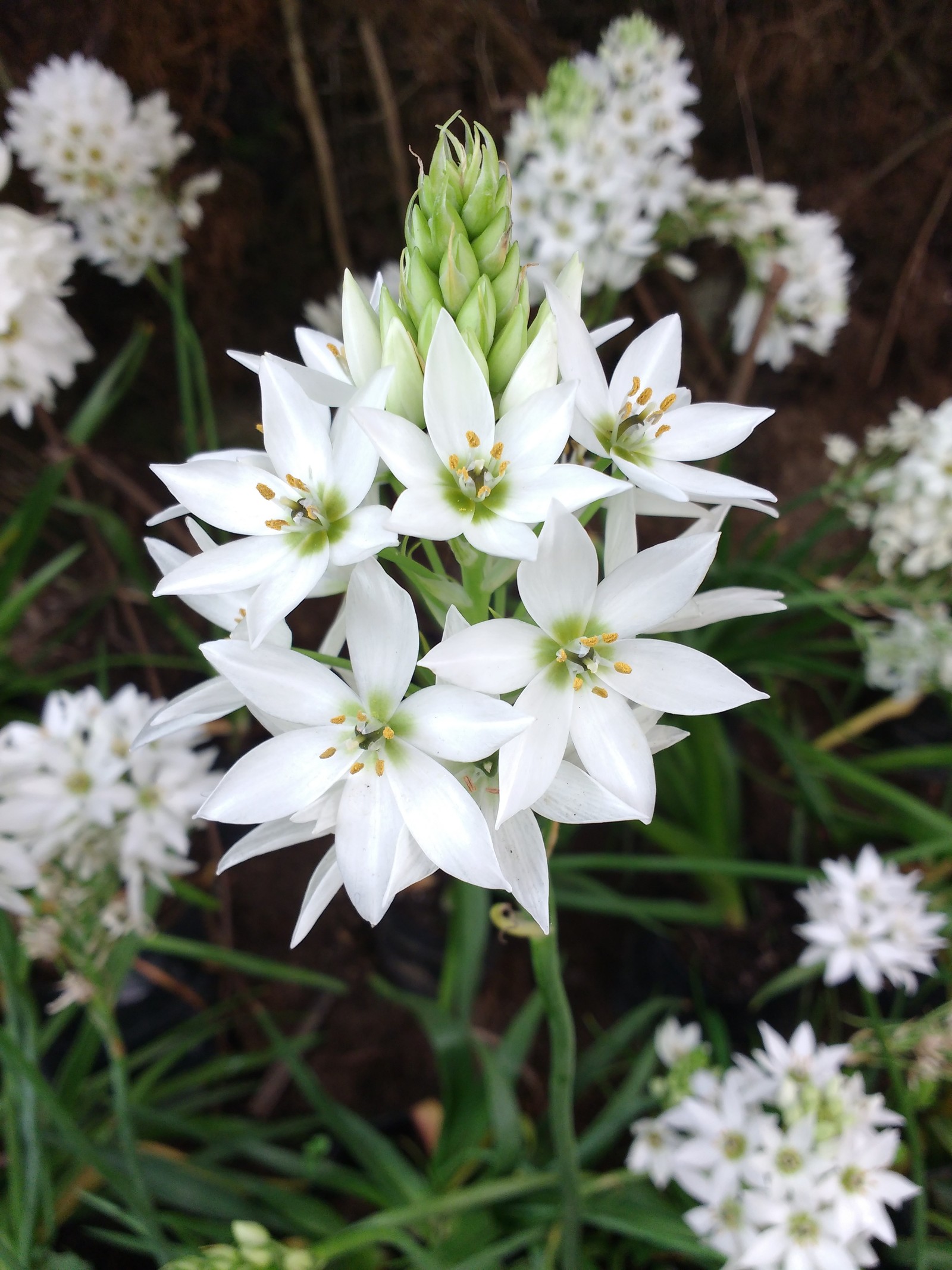 There is a white flower that is growing in the dirt (spring, white)