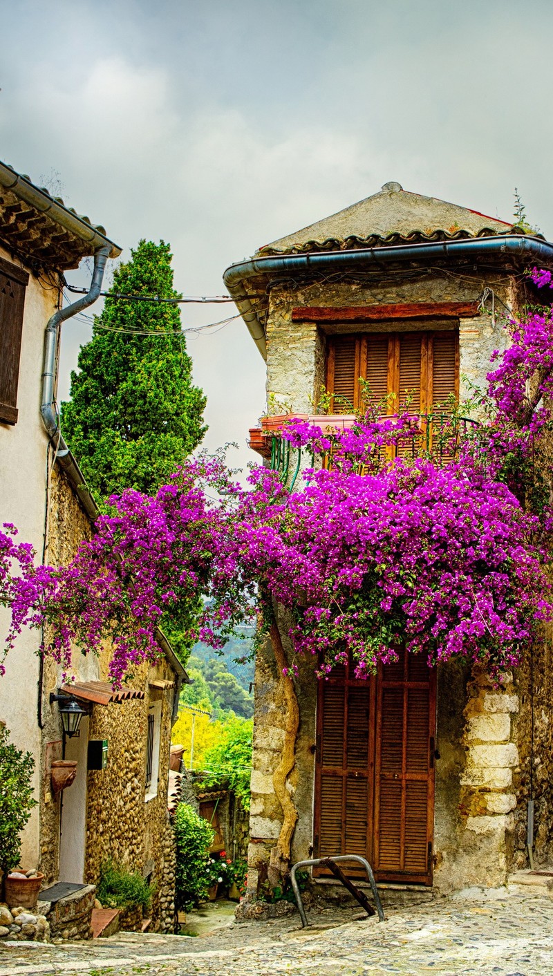 Purple flowers on a tree in front of a building with a bench (provence, view, willage)