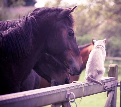 4k, animaux, chat, hd, cheval