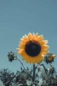 Gros plan d'un tournesol vibrant contre un ciel bleu clair, mettant en valeur ses pétales jaunes et son centre sombre parmi des fleurs en bouton.