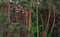 vegetación, bosque, árbol, bosques de abeto, corteza