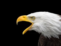 Bald Eagle Profile with Open Beak Against Black Background